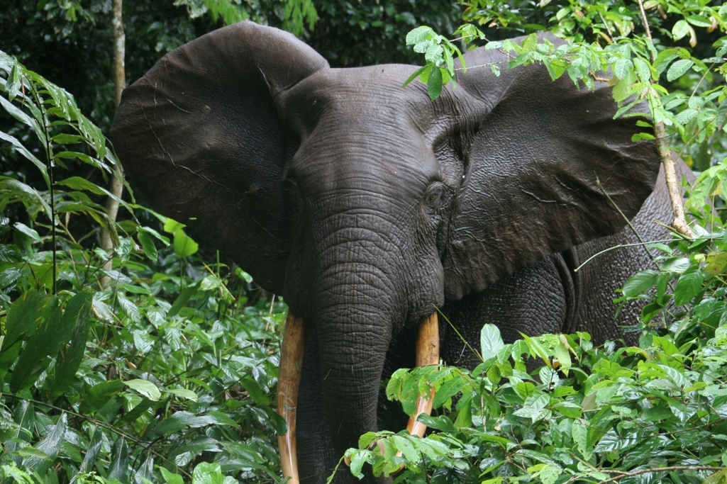 senger elephant